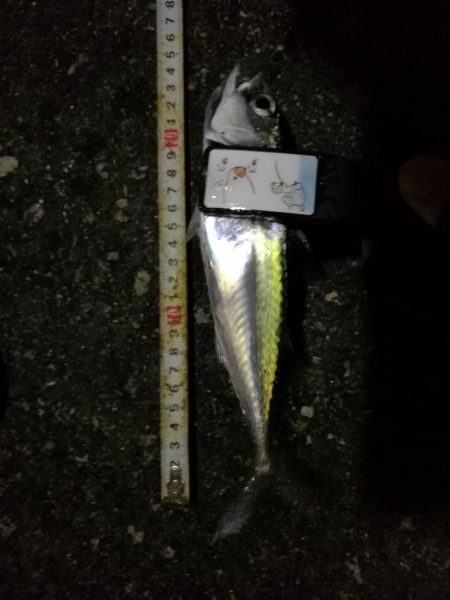 （2020/11/25 南港アジング　 好釣果！アジング釣果 中アジ～（26㎝～）サバ 釣果有り）