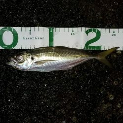 中アジばかりのアジング楽しい！