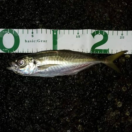 中アジばかりのアジング楽しい！