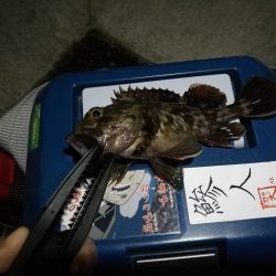 (2020/11/26 南港アジング 続好釣果!アジング釣果 中アジ~(25㎝~)ガシラ 釣果有り)