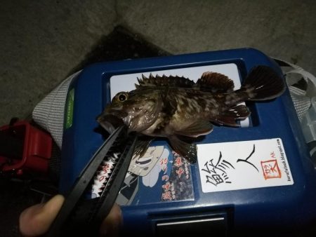 (2020/11/26 南港アジング 続好釣果!アジング釣果 中アジ~(25㎝~)ガシラ 釣果有り)