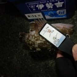 （2020/11/27 南港アジング　 風の中釣果！アジング釣果 中アジ～（24㎝～）サバ　ガシラ 釣果有り）