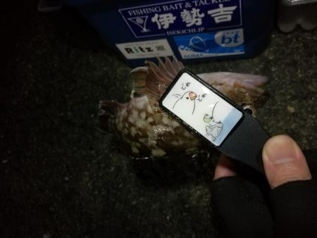 （2020/11/27 南港アジング　 風の中釣果！アジング釣果 中アジ～（24㎝～）サバ　ガシラ 釣果有り）