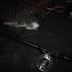 (2020/11/28 南港ヘチ釣り 真チヌ33㎝ キビレチヌ45.5㎝ 釣果有り)