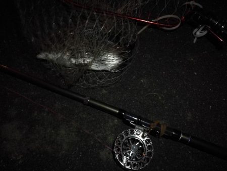 (2020/11/28 南港ヘチ釣り 真チヌ33㎝ キビレチヌ45.5㎝ 釣果有り)