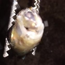 尺まじりでデブ鰺をサビキで満喫したのだ