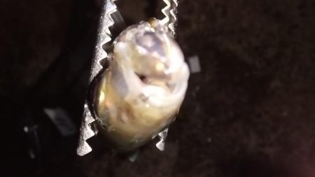 尺まじりでデブ鰺をサビキで満喫したのだ