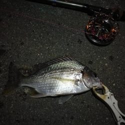 （2020/11/29 ガシラ好調！南港ヘチ釣り　 ガシラ24㎝～ キビレチヌ 釣果有り）