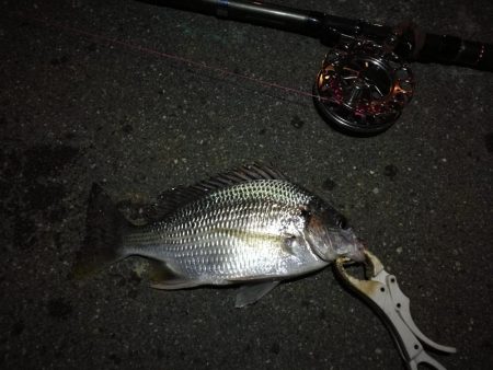 （2020/11/29 ガシラ好調！南港ヘ…