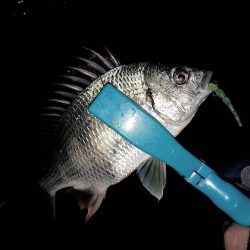 渋くなってきたのかな、、、