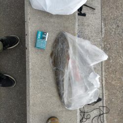 1週間ぶりの釣り