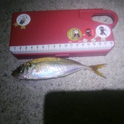 釣りデビュー　10日目