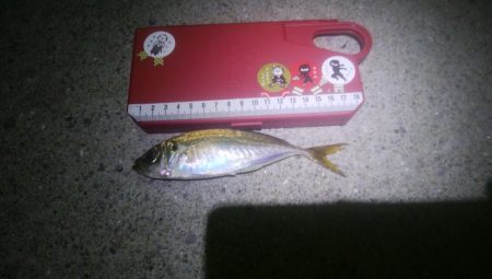 釣りデビュー　10日目