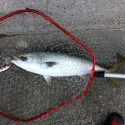 早朝のプチsalt water game！