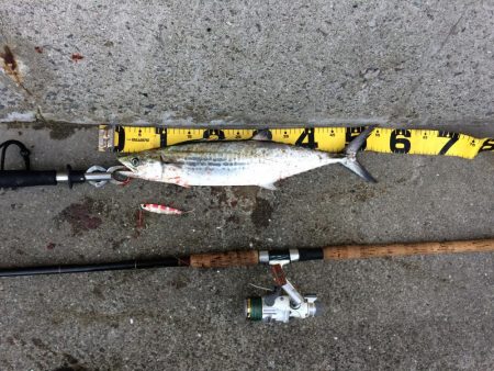 早朝プチsalt water game!