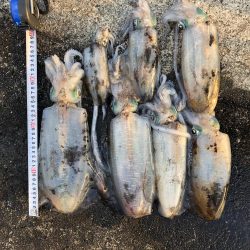 2020 佐渡ヶ島エギング 40回目