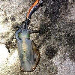 2020佐渡ヶ島エギング 43回目