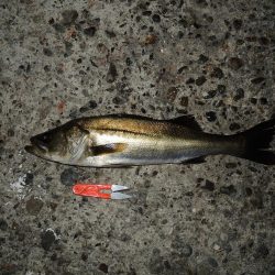 最後にようやくハネ