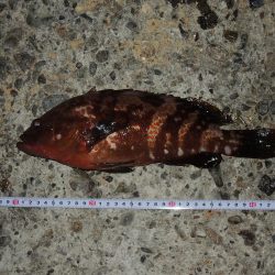 ハネの代わりにアコウ