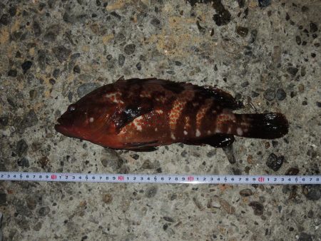 ハネの代わりにアコウ