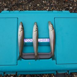 落ちギス釣り 小型ばかり