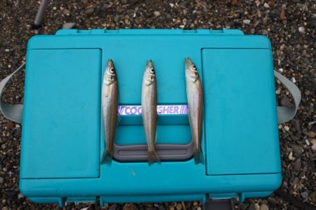 落ちギス釣り 小型ばかり