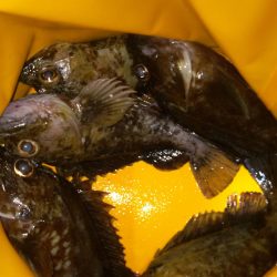 いつものガシラ釣り