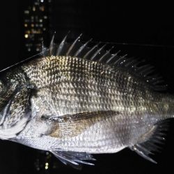 ナイトヘチ釣り