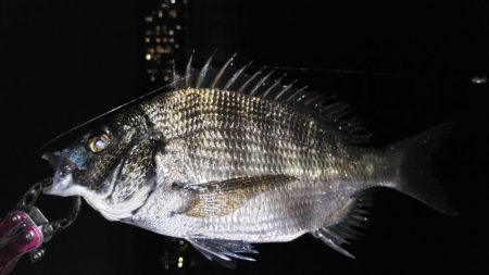 ナイトヘチ釣り