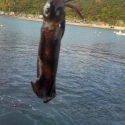 エギングってん