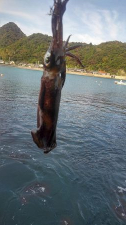 エギングってん