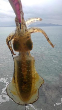 雨降りエギング‼️