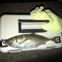 (尺アジ)フロートゲーム