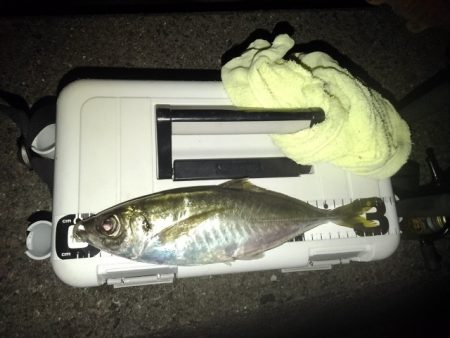 (尺アジ)フロートゲーム