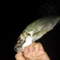 (尺アジ)フロートゲーム