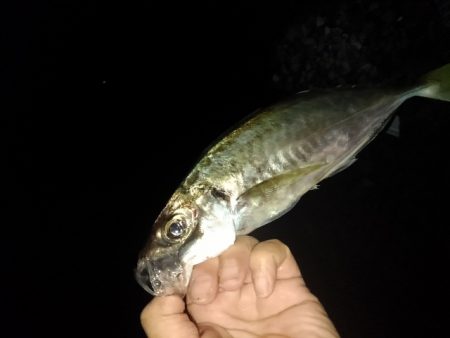 (尺アジ)フロートゲーム