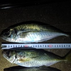 (尺アジ)フロートゲーム