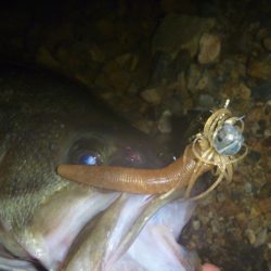 今年初チャター