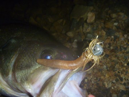 今年初チャター