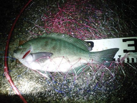 渋い中から28cm！