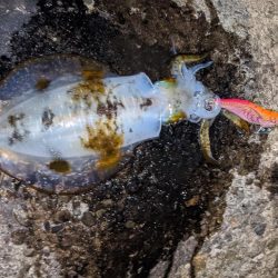 イカがいない！