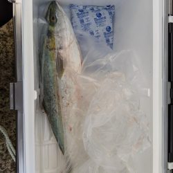 ギリ、メジロ!?