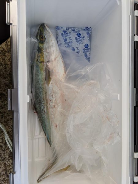 ギリ、メジロ!?