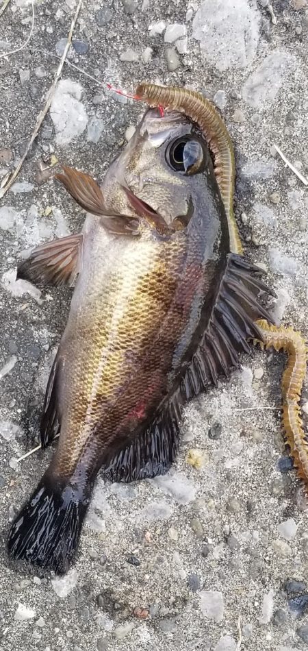 久しぶりの陸っぱりです