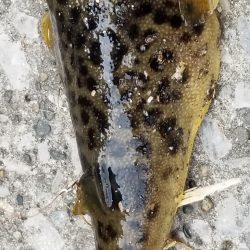 今年２回目の陸っぱりです