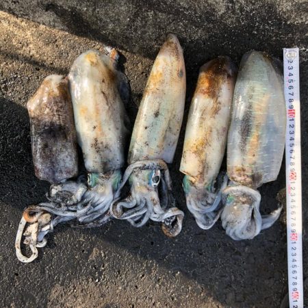 2020 佐渡ヶ島エギング 38回目