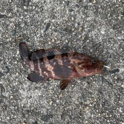 ミニアコウ釣りました。