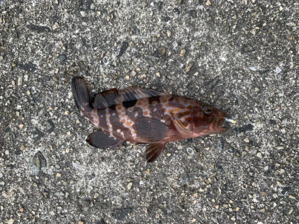 ミニアコウ釣りました。