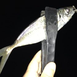 最近、アジが好調な南港へ