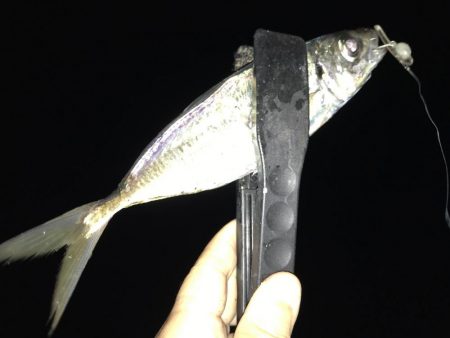 最近、アジが好調な南港へ